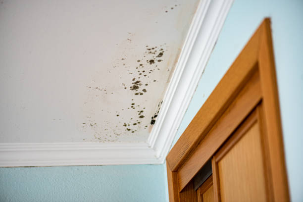 Best Attic Mold Removal  in Gloucester City, NJ