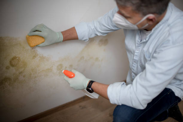 Attic Mold Removal in Gloucester City, NJ