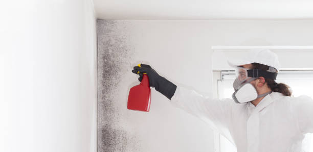 Best Mold Removal Company Near Me  in Gloucester City, NJ