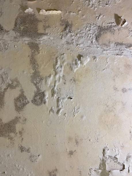 Mold Removal Process in Gloucester City, NJ