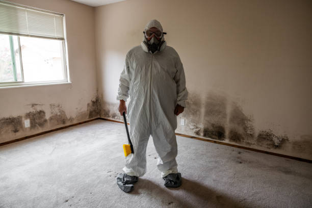 Best Black Mold Removal  in Gloucester City, NJ