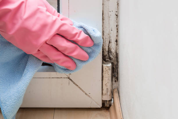 Best Fast Mold Removal  in Gloucester City, NJ